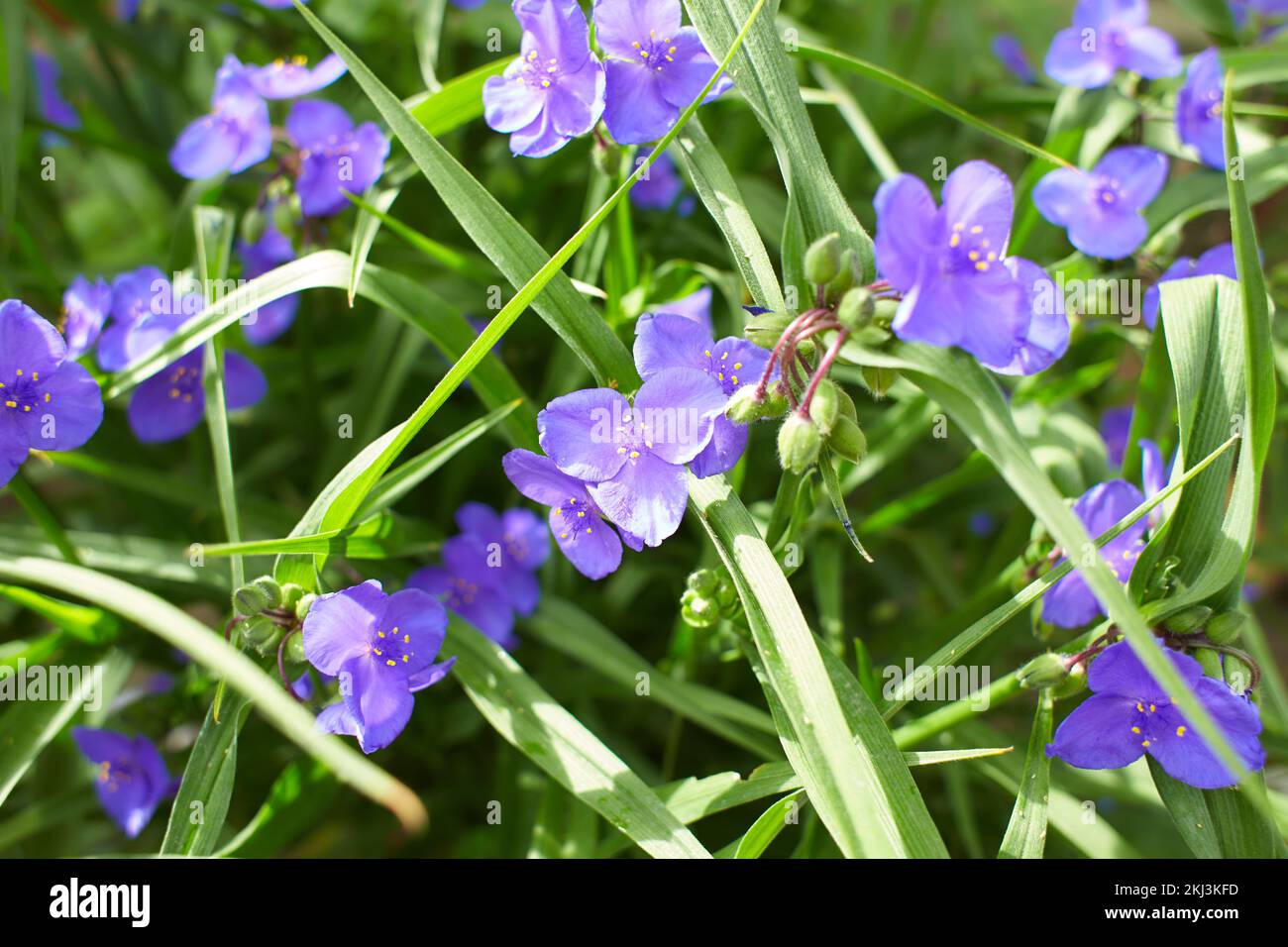 Nahaufnahme vieler kleiner blauer Blüten und grüner Blätter der Pflanze Tradescantia Virginiana, allgemein bekannt als Virginia Spiderwort oder Bluejacke in einem sonnigen s Stockfoto