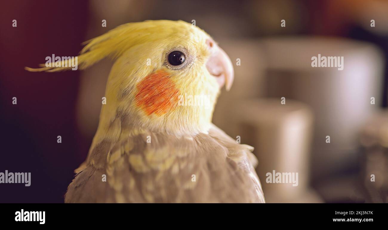 Cockatielvogel bereit für ein Foto Stockfoto