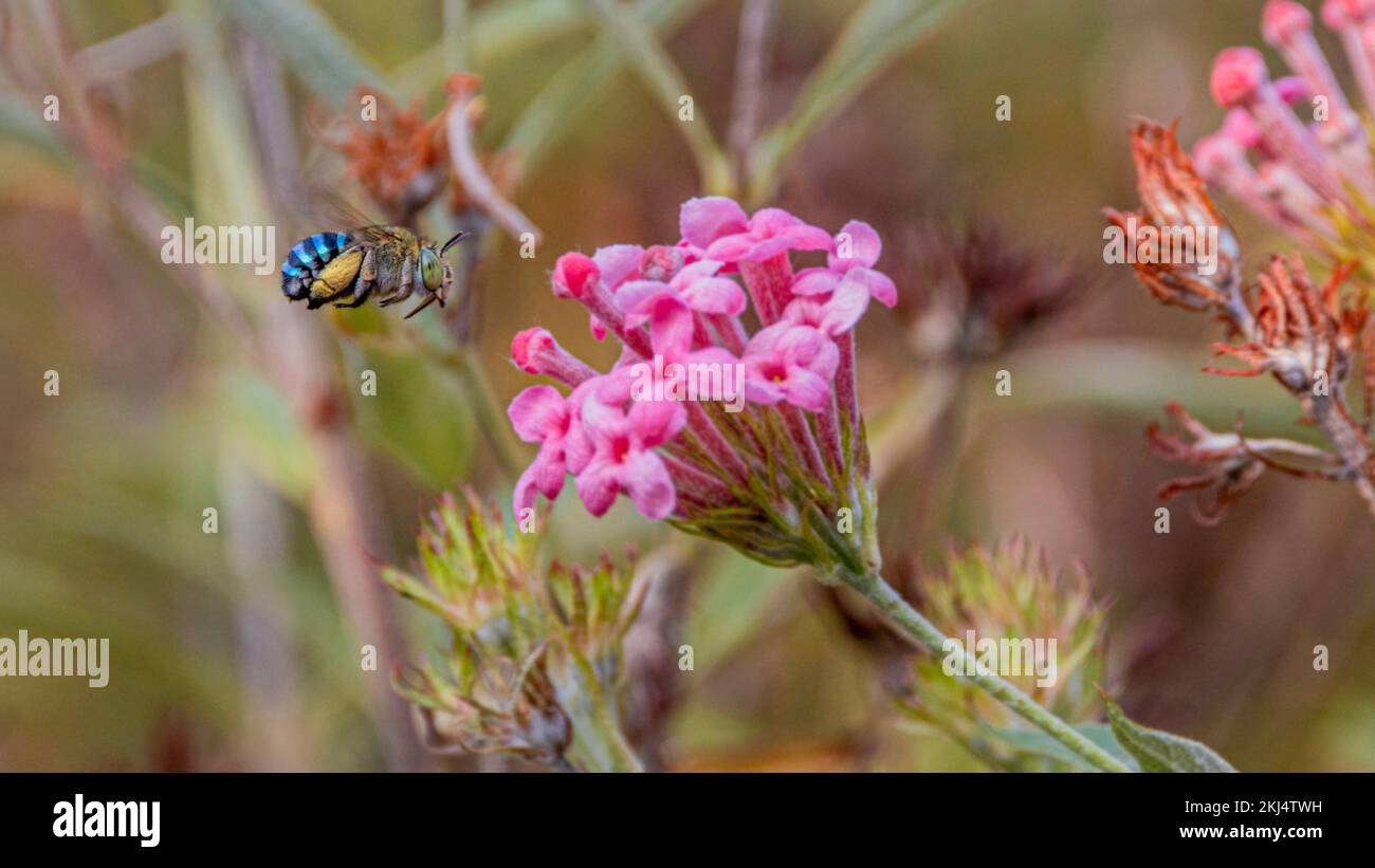 Eine Nahaufnahme einer blauen Biene (Amegilla cingulata), die auf rosa Rondeletia-Blüten zielt Stockfoto