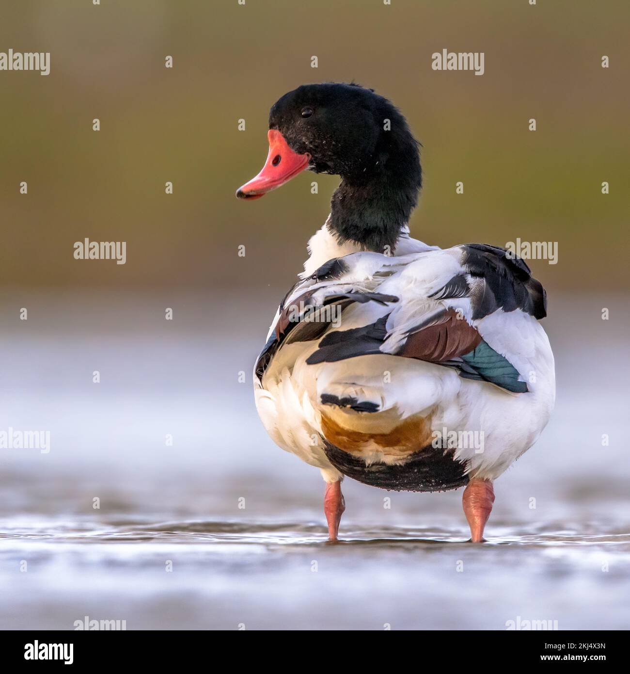 Gewöhnliche Schelmente (Tadorna tadorna) Wasservögel, die im flachen Wasser des Gezeitensumpfes am Wattenmeer in den Niederlanden auf Nahrungssuche gehen. Wildtierszene in der Natur. Stockfoto