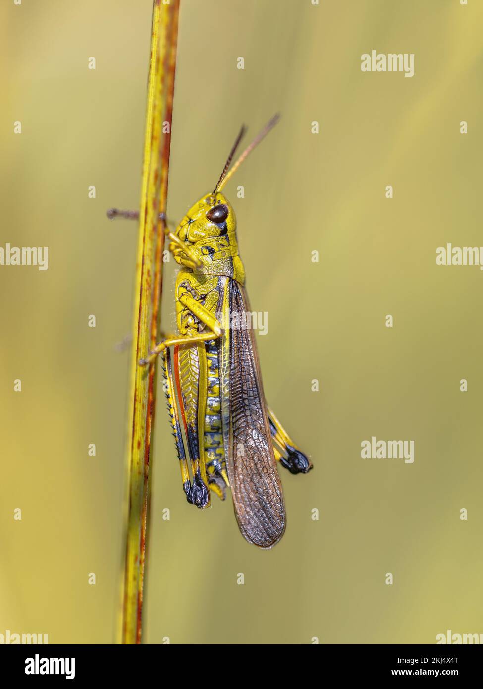 Großer Sumpfgrashüpfer ( ). Hoch oben auf Gras in einem natürlichen Lebensraum. Naturlandschaft in Europa. Stockfoto