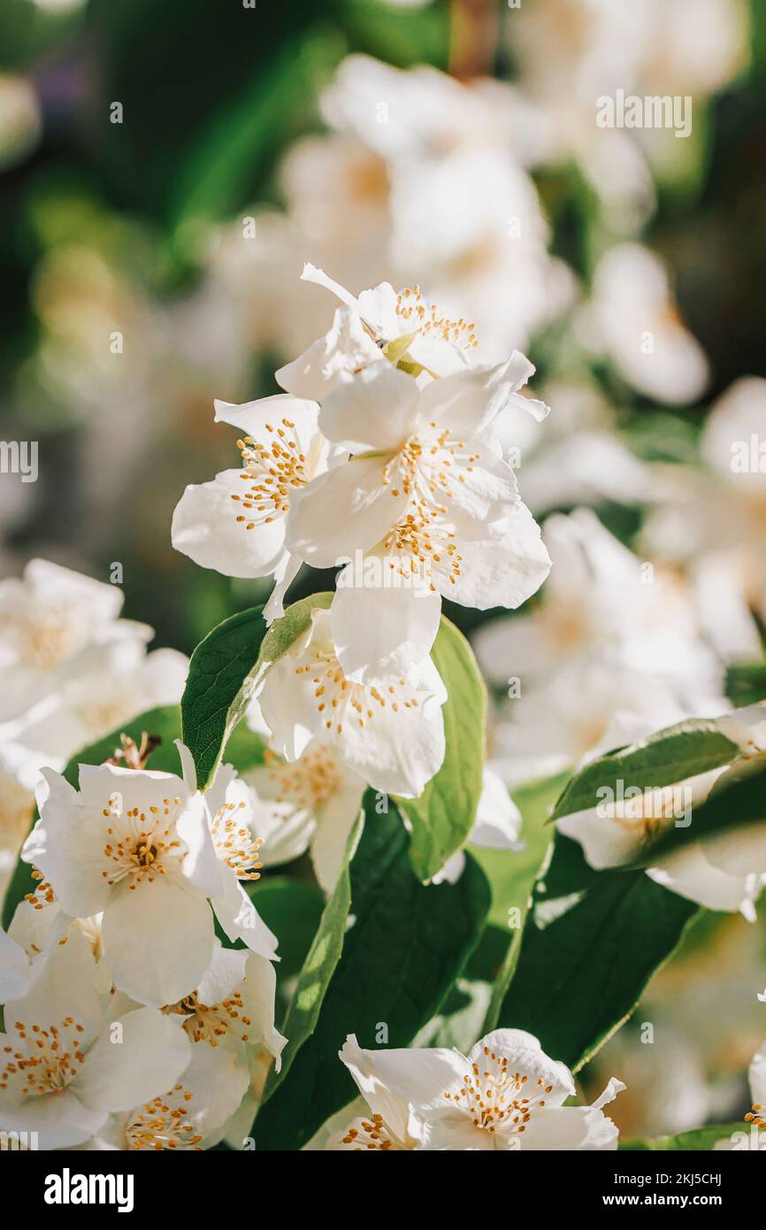 Schließen Sie den Jasmin-Zweig. Natürlicher Hintergrund, Frühling, Sommer Stockfoto