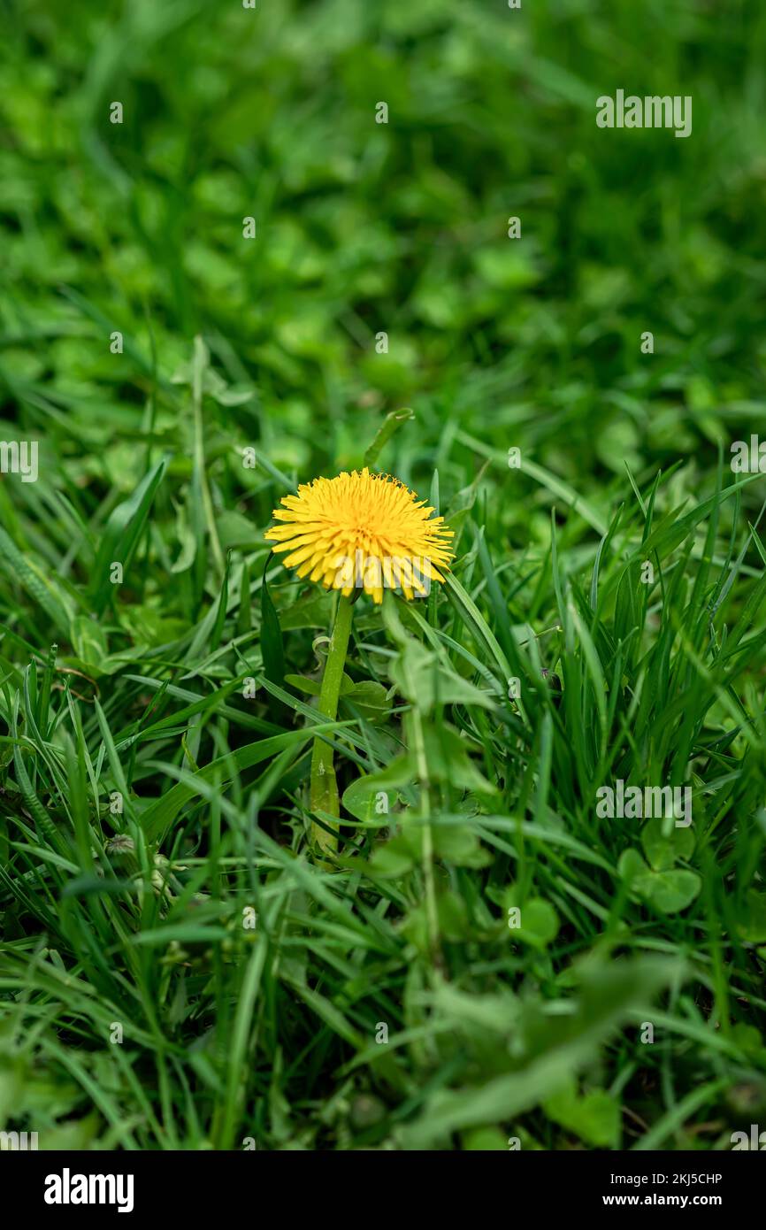 Eine blühende gelbe Löwenzahnblume in grünem Gras, selektiver Fokus. Natürlicher Hintergrund. Frühlings- und Sommerkonzept Stockfoto