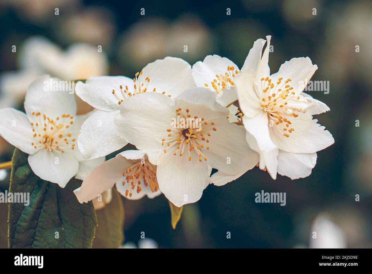 Frühling. Blühendes Sweet Pck Orange. Zarte, duftende weiße Blumen im Nahbereich Stockfoto