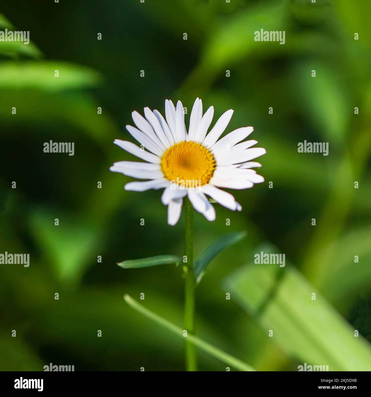 Eine weiße Blüte auf natürlichem grünen Hintergrund, selektiver Fokus Stockfoto