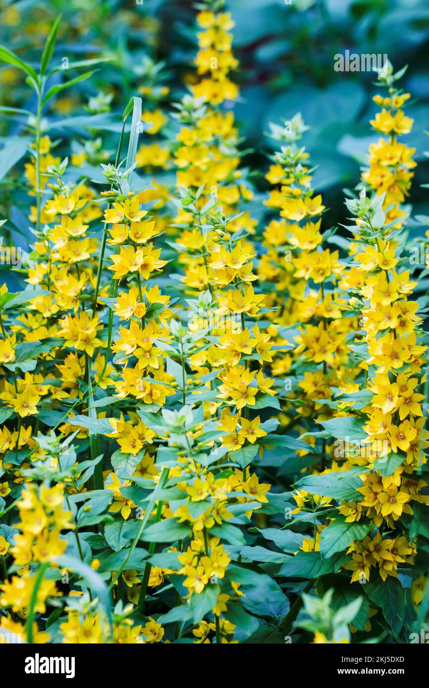 Goldgelbe Lockestrife, Heilpflanze. Vertikaler Blumenhintergrund Stockfoto