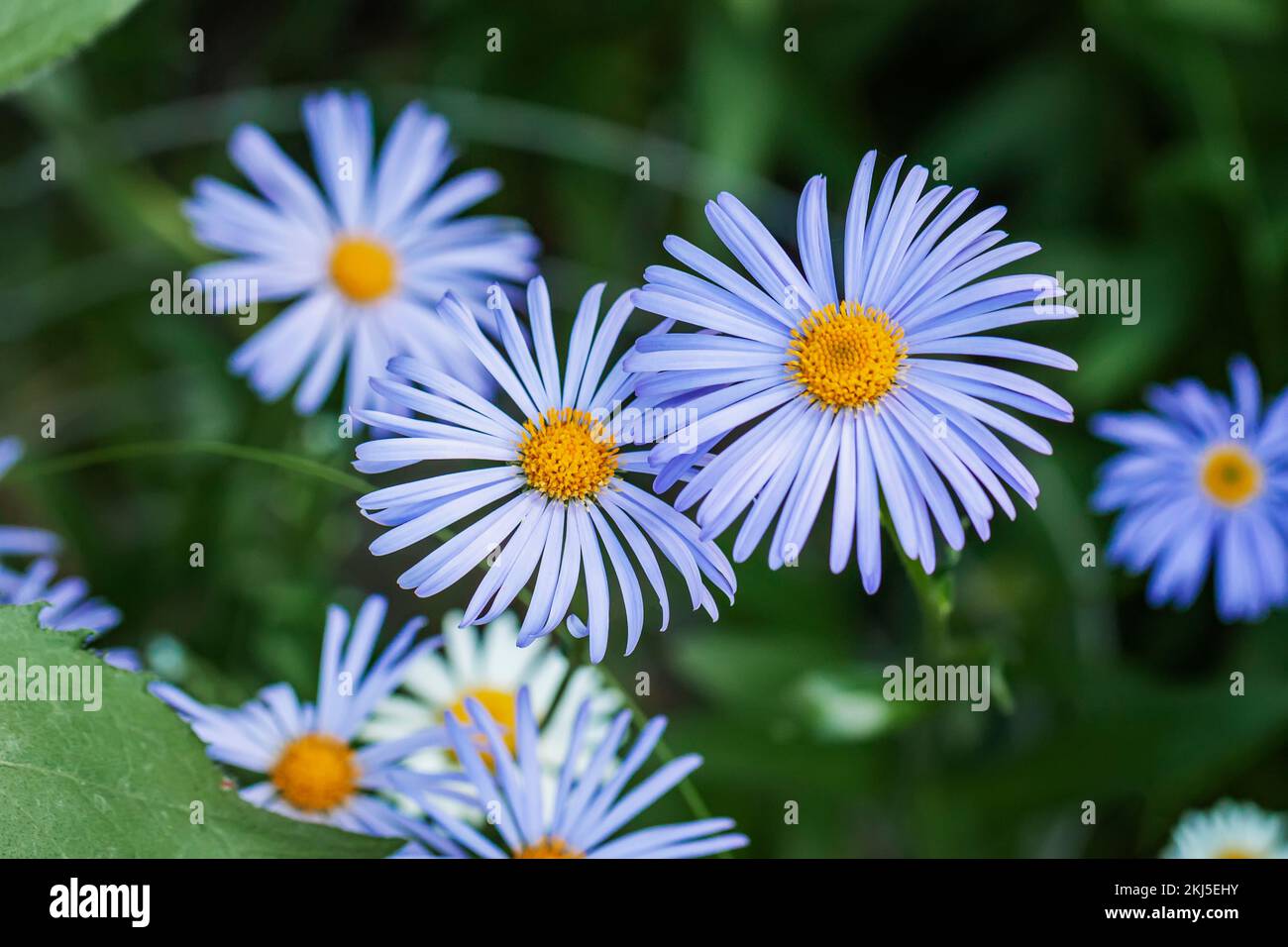 Blaue Gänseblümchen Felicia heterophylla, feine violette Kamille mit gelben Strähnen Stockfoto