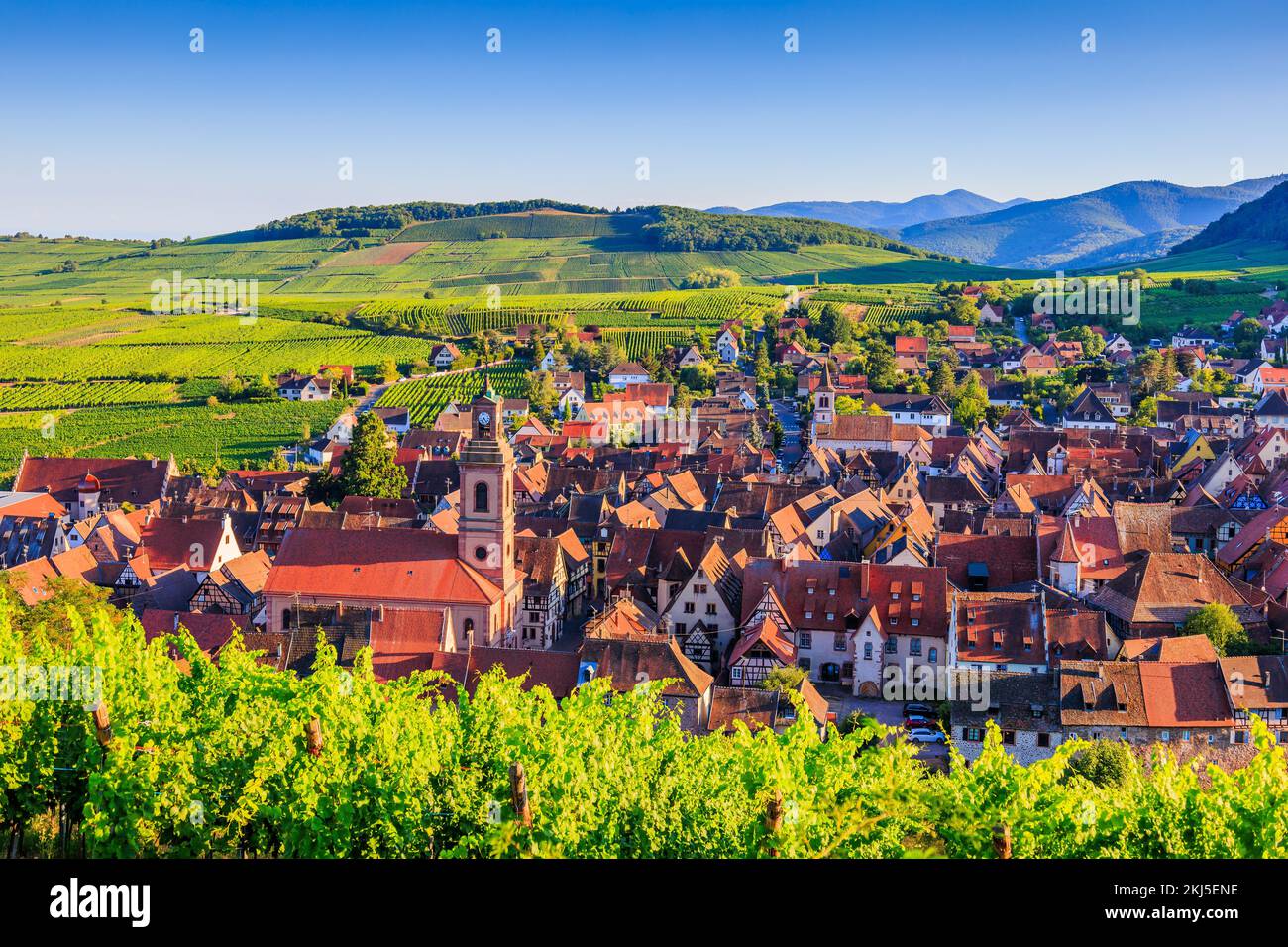 Riquewihr, Elsass. Frankreich. Landschaft mit Weinbergen in der Nähe des historischen Dorfes. Stockfoto