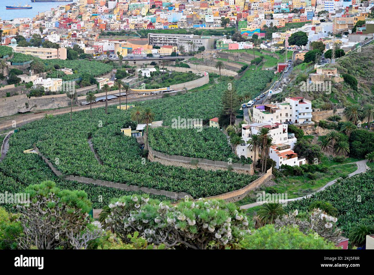 Blick auf farbenfrohe Häuser in Las Palmas (mit Blick auf Barranco de Guiniguada mit terrassenförmigen Gärten) und auf Schiffe im Hafen, Gran Canaria Stockfoto