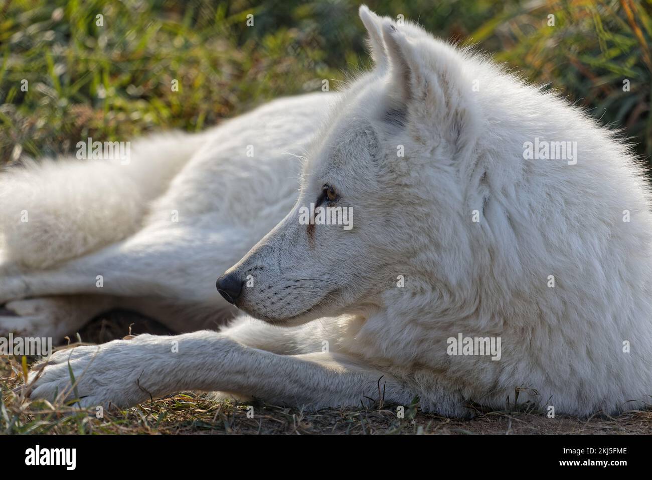 Der weiße arktische Wolf sitzt noch Stockfoto