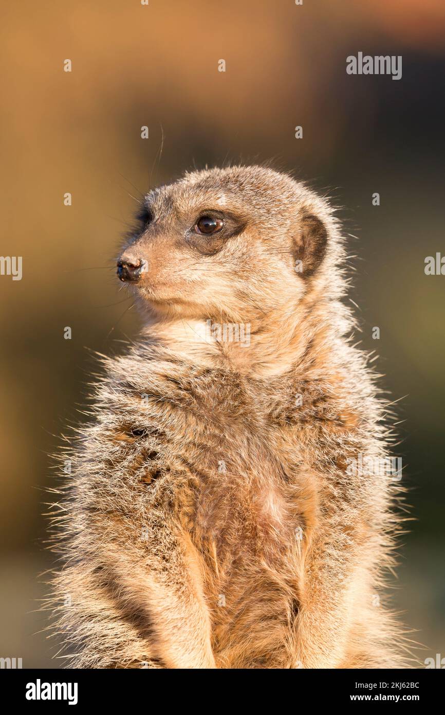 Nahaufnahme, Vorderansicht eines einsamen Erdmännchens, der isoliert draußen sitzt und zur Seite blickt. Stockfoto