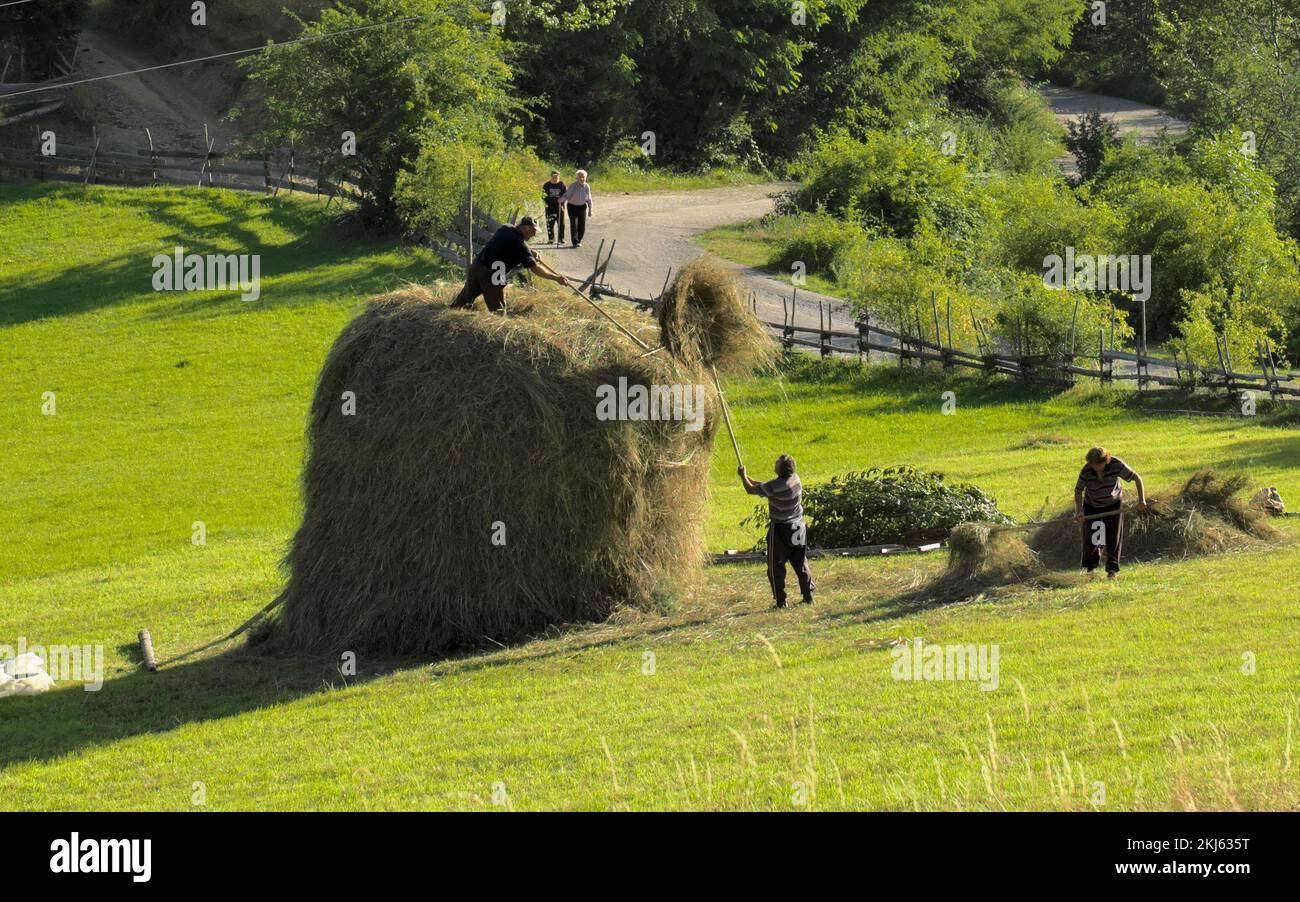 Bauern und Heuhaufen auf einem Feld Serbiens, Kamena Gora Stockfoto