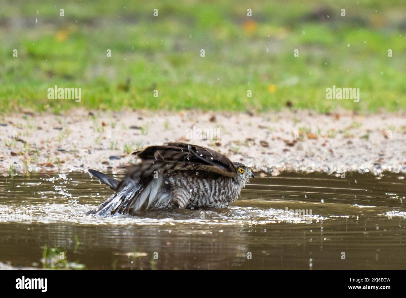 Weiblicher Sparrowhawk (Accipiter Nisus), der in einer großen Pfütze badet Stockfoto