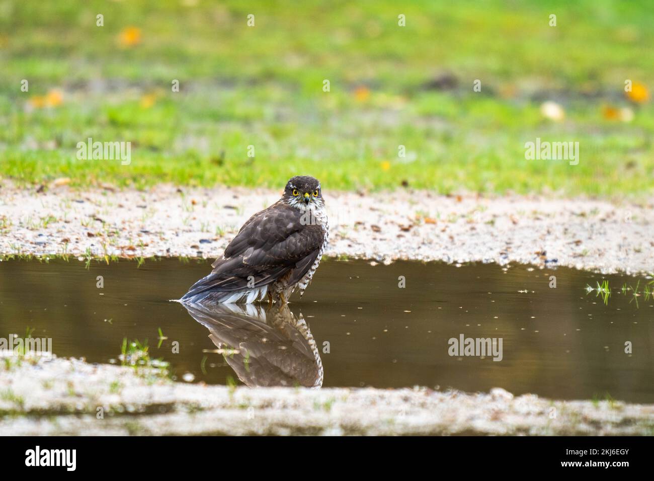 Weiblicher Sparrowhawk (Accipiter Nisus), der in einer großen Pfütze badet Stockfoto