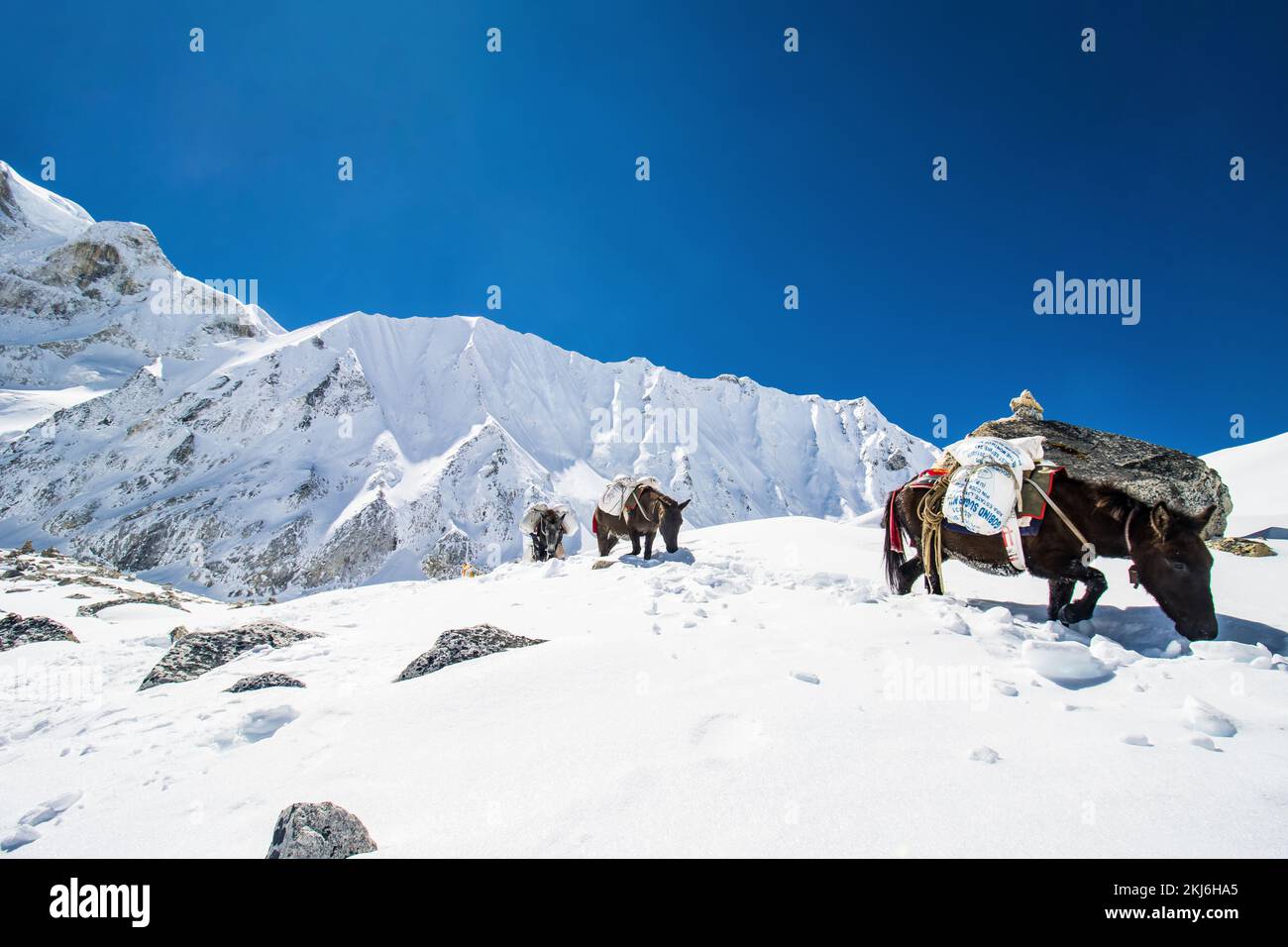 Esel, die wichtige Vorräte in den schneebedeckten Bergen auf dem Larke Pass of Manaslu Circuit Trek im Himalaya, Nepal, transportieren Stockfoto