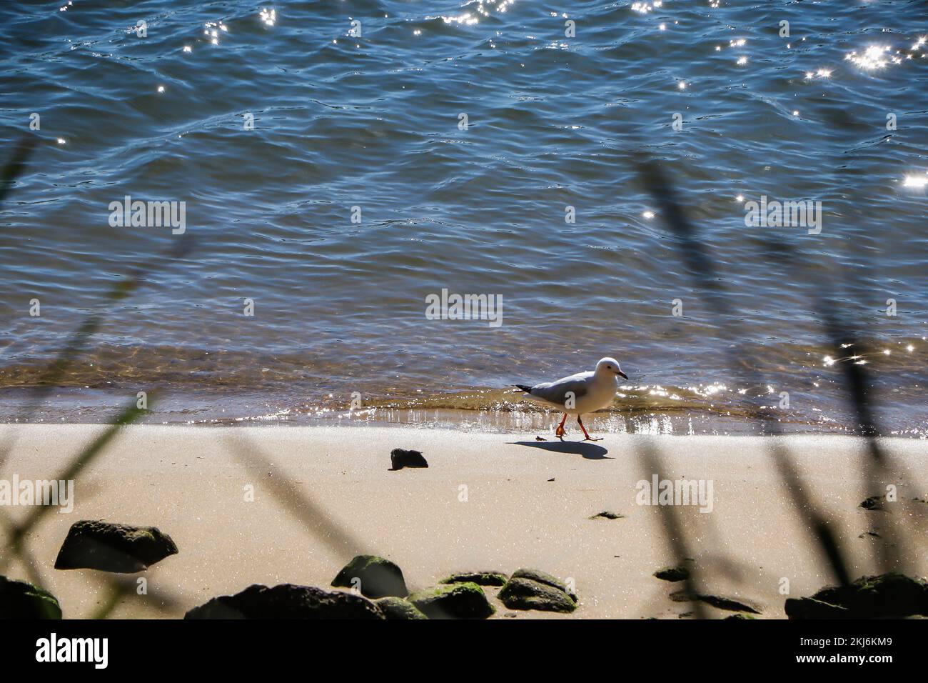 Möwe im Pazifik, Australien Stockfoto