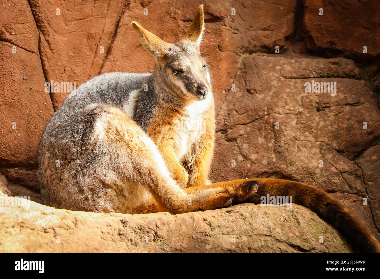 Australian culture -Fotos und -Bildmaterial in hoher Auflösung – Alamy
