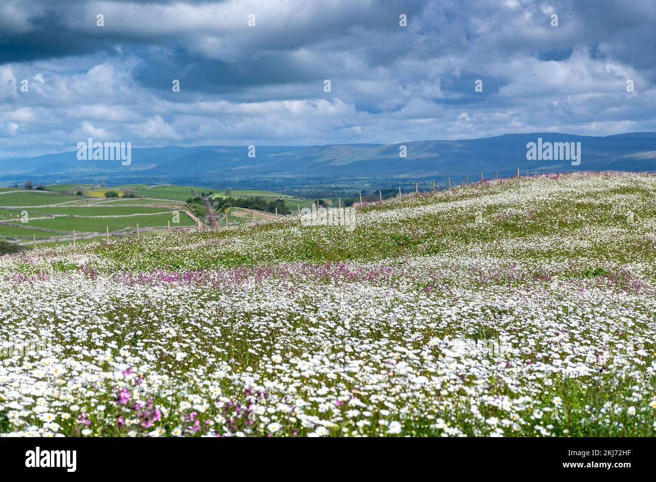 Wildblumenwiese mit Blick über das Eden Valley in Cumbria. Der Landwirt hatte im Rahmen eines Umweltprogramms ein Grundstück mit Wildblumen neu bepflanzt. Stockfoto