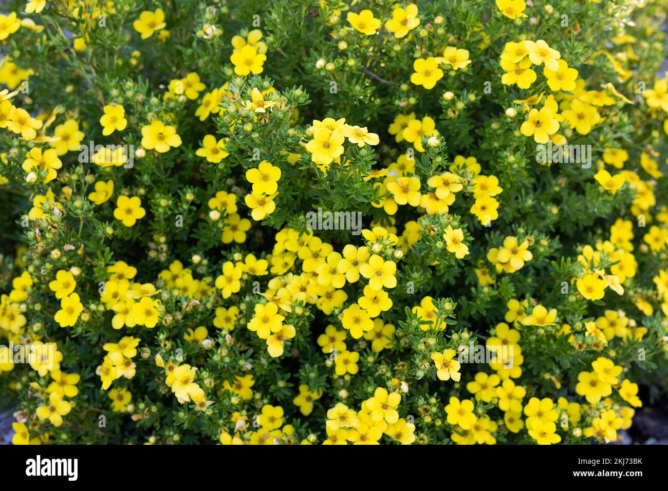 Kleine gelbe blumen Fotos und Bildmaterial in hoher Auflösung Alamy