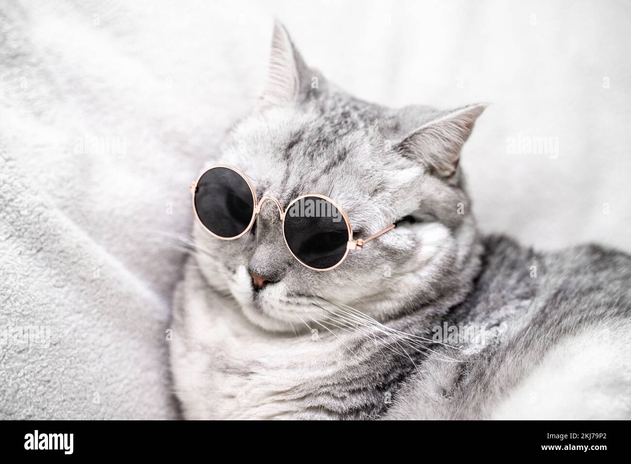 schottische, glatte Katze in Brille, auf weißem Hintergrund. Haustiere. Stockfoto