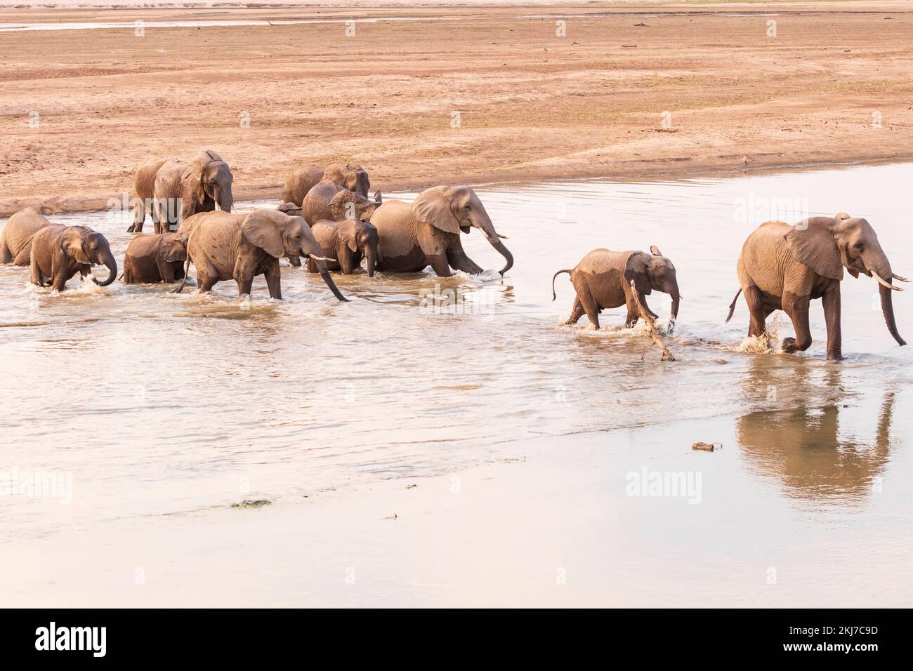 Elefanten, die den fluss luangwa im Süden von luangwa in Sambia überqueren Stockfoto