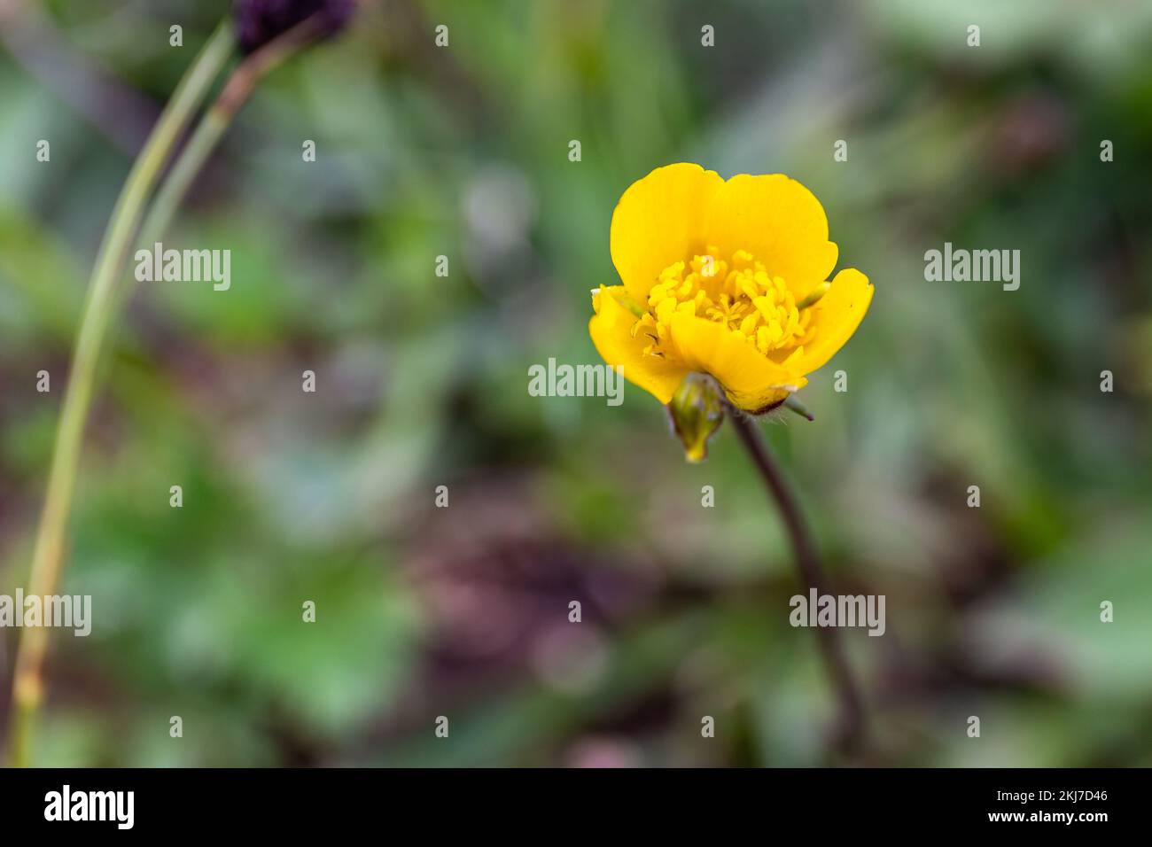 Caltha palustris, bekannt als Sumpf-Marigold- und Königsmakrofoto aus der Nähe von einer gelben Blume vor unscharfem grünen Hintergrund, aufgenommen in Chvamli Stockfoto