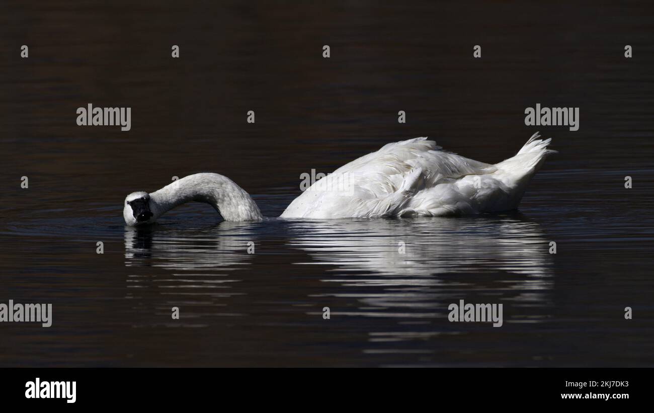 Trompeter Swan zeigt sich in Wyoming, USA, in flachem Nacken- und Kopfverhalten auf dem Wasser, rutscht und dreht sich zum Aussehen Stockfoto