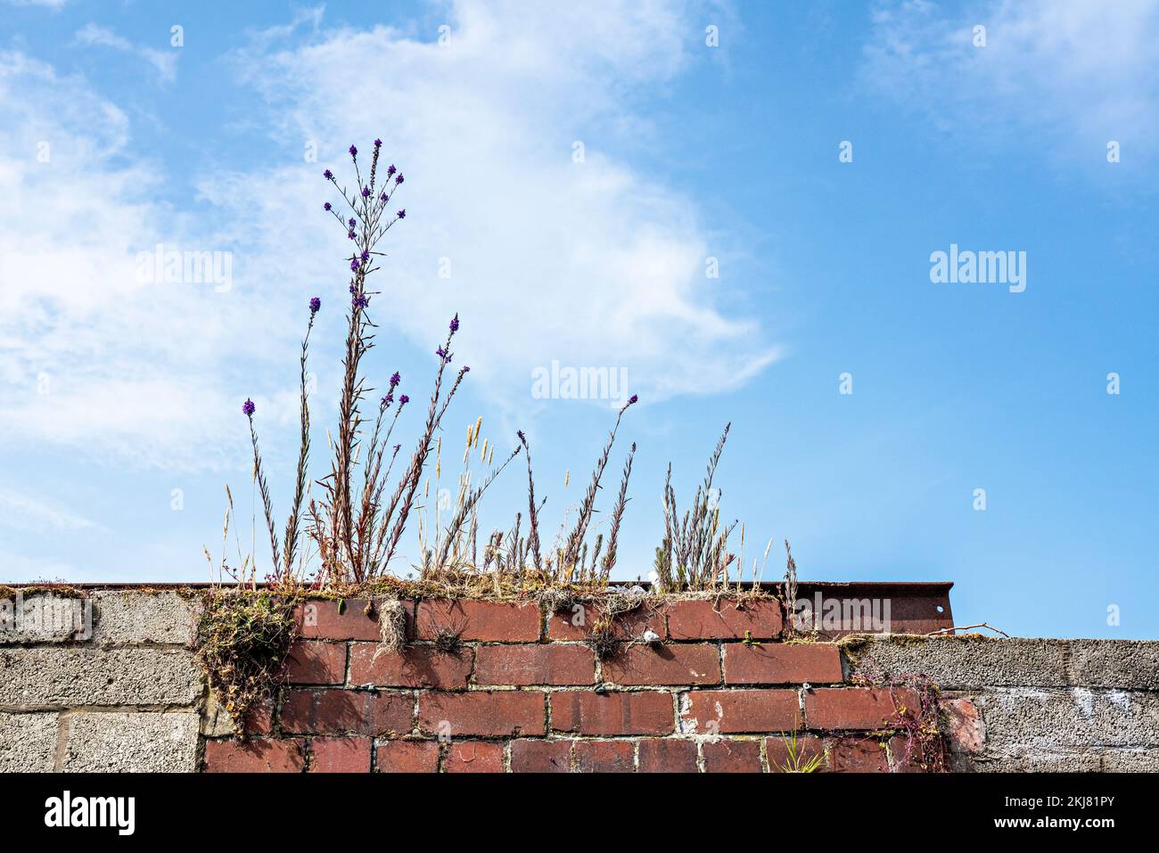 Wildblumen wachsen an Ziegelmauern Stockfoto