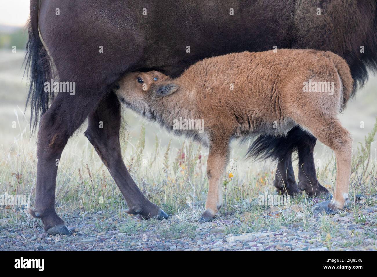 Prärie-Bison-Kalb, das Muttermilch im Waterton Lakes National Park, Kanada (Bison Bison) trinkt Stockfoto