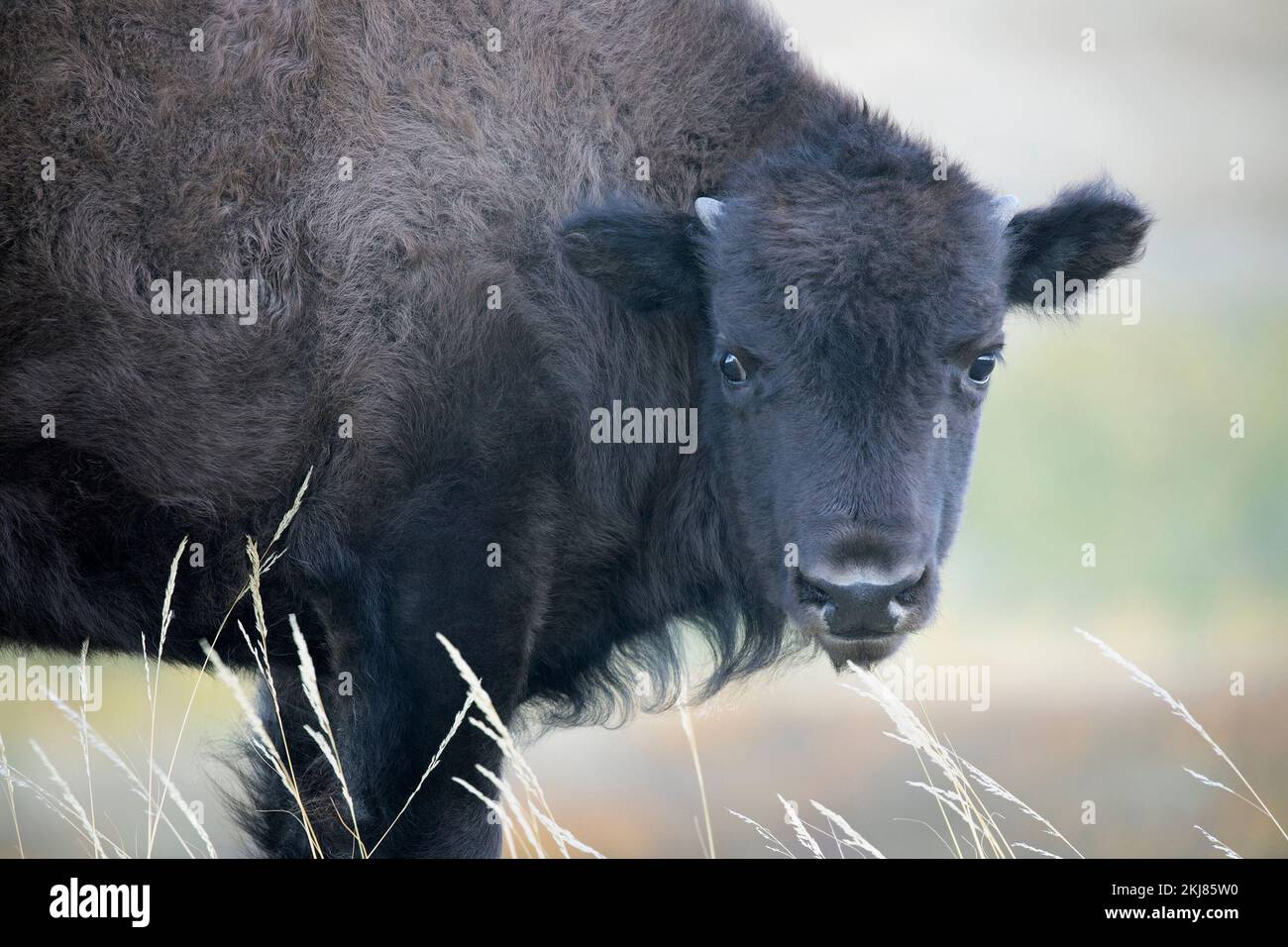 Prärie Bison Kalb aus nächster Nähe in Gräsern, Waterton Lakes National Park, Kanada (Bison Bison) Stockfoto