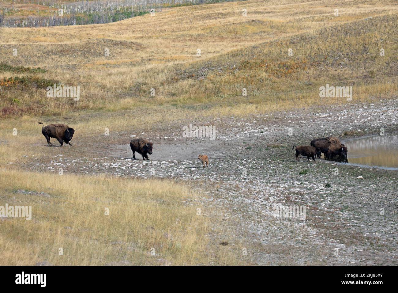 Prärie-Bison Bulle, Kuh und Kalb, die auf die Herde zulaufen Trinkwasser aus einem Kettle Lake im Waterton Lakes National Park, Kanada (Bison Bison) Stockfoto