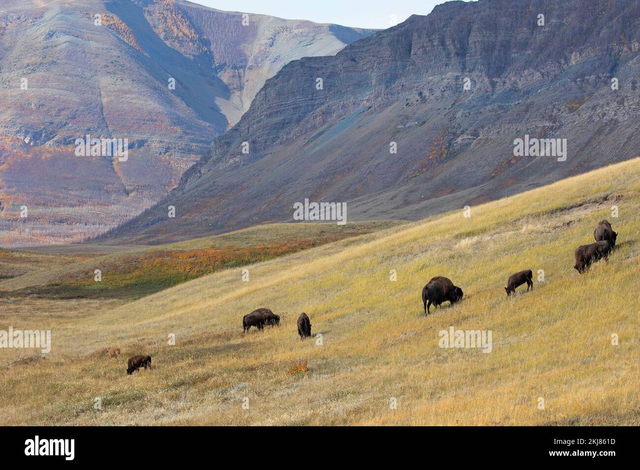 Herde von Prärie-Bisons, die auf rauem Schwingelgrasland in den Ausläufern der Rocky Mountains im Waterton Lakes National Park, Kanada weiden (Bison Bison) Stockfoto