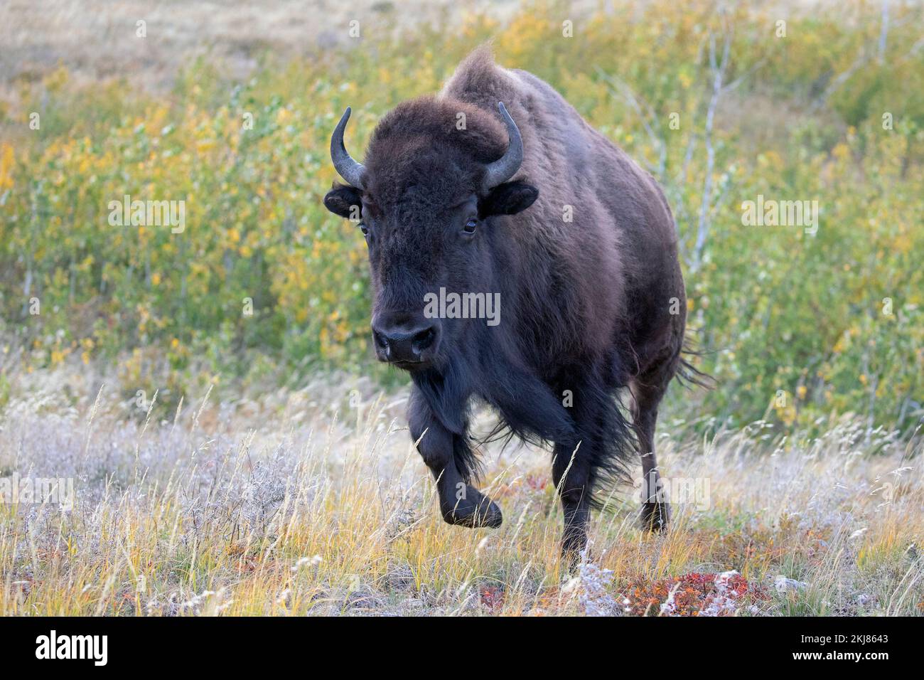 Prärie-Bisonkuh, die durch Gräser im Waterton Lakes National Park, Kanada läuft (Bison Bison) Stockfoto