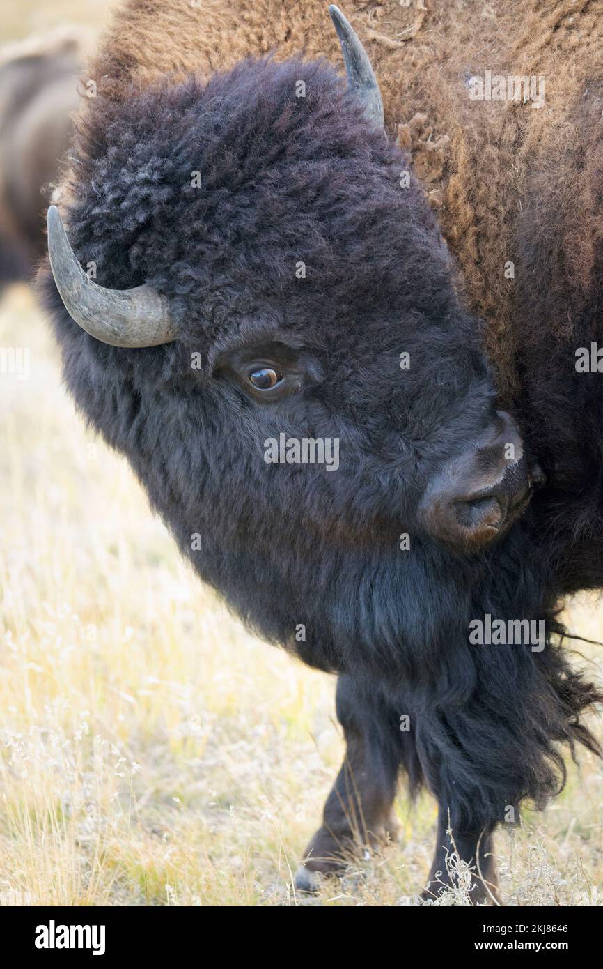 Prärie-Bison-Stier-Pflege im Waterton Lakes National Park, Kanada (Bison Bison) Stockfoto