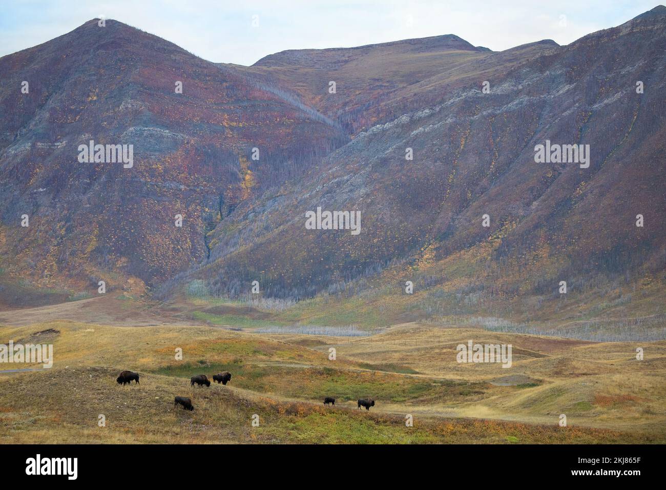 Herde von Prärie-Bisons, die auf rauem Schwingelgrasland in den Ausläufern der Rocky Mountains im Waterton Lakes National Park, Kanada weiden (Bison Bison) Stockfoto