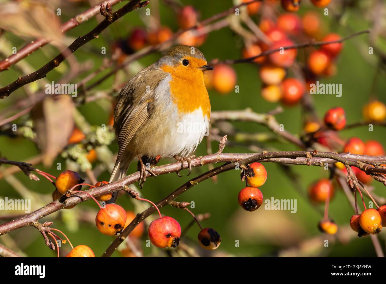 Robin hockte in einem Krabbenbaum Stockfoto