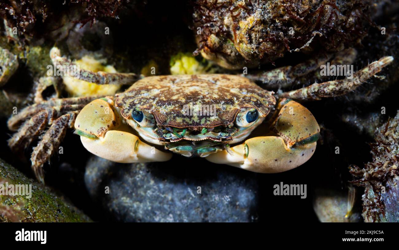 Kleine Küstenkrebse, British Columbia, Kanada Stockfoto