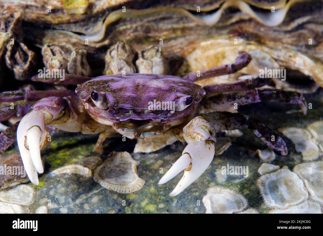 Kleine Küstenkrebse, British Columbia, Kanada Stockfoto