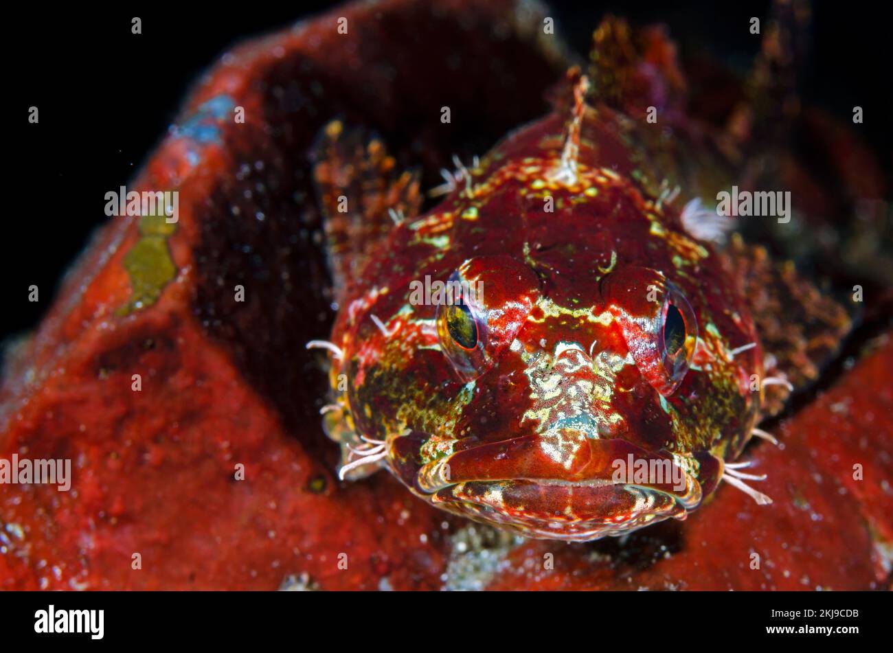 Roter Sculpin, British Columbia Kanada Stockfoto