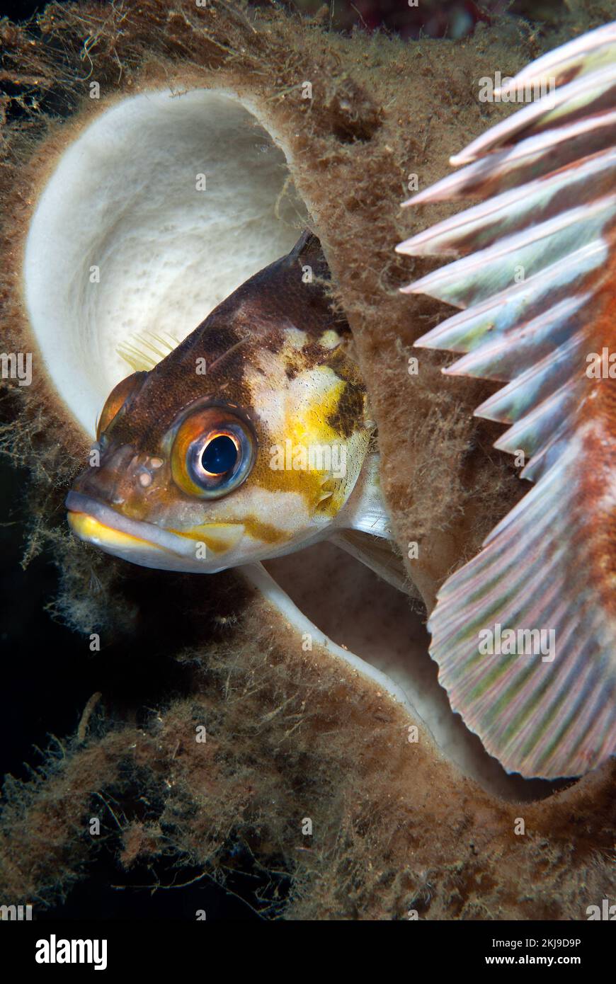 Felsfisch, Kanada Stockfoto