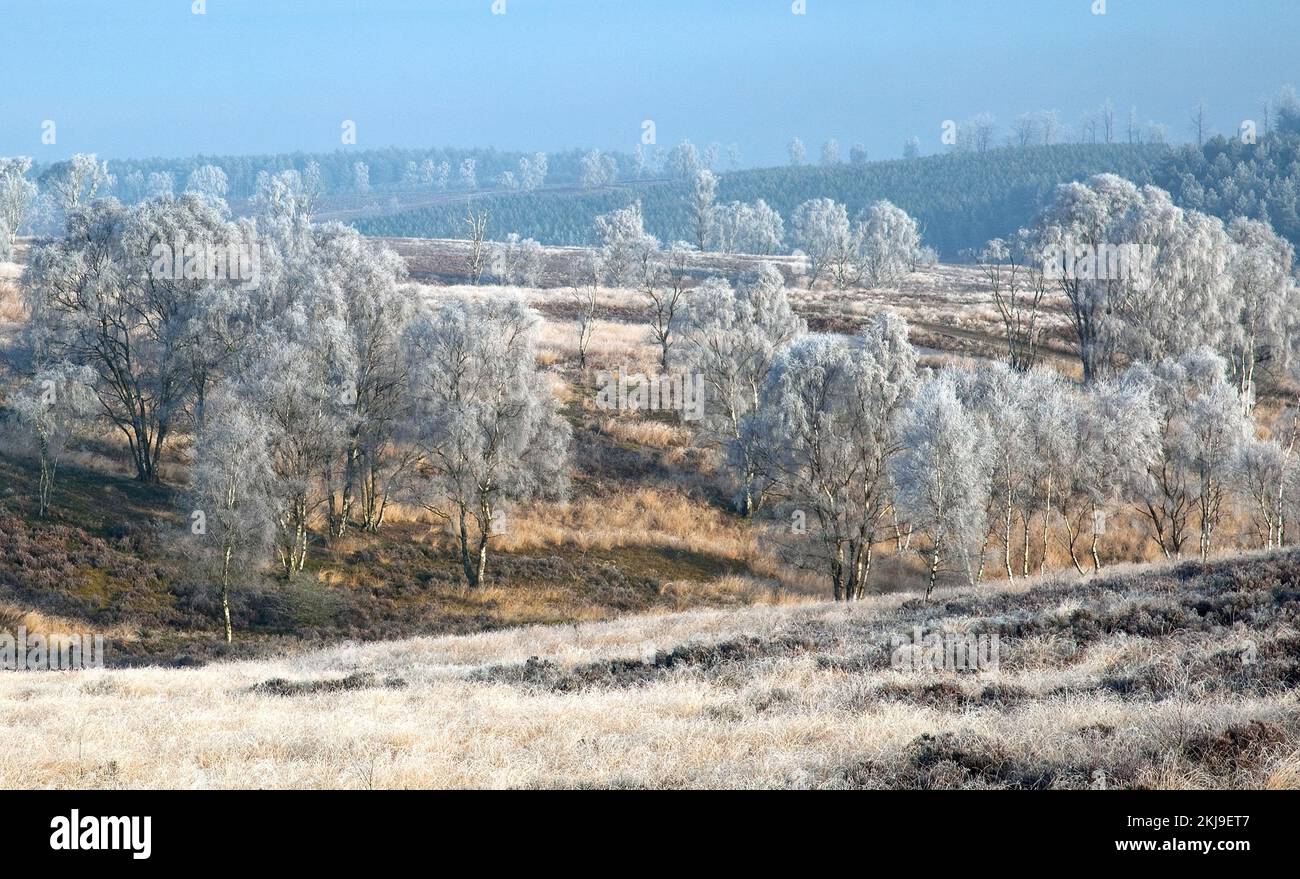 Winterfrostbäume und Gräser Ansons Bank auf Cannock Chase Gebiet von außergewöhnlicher natürlicher Schönheit in Spring Staffordshire Stockfoto