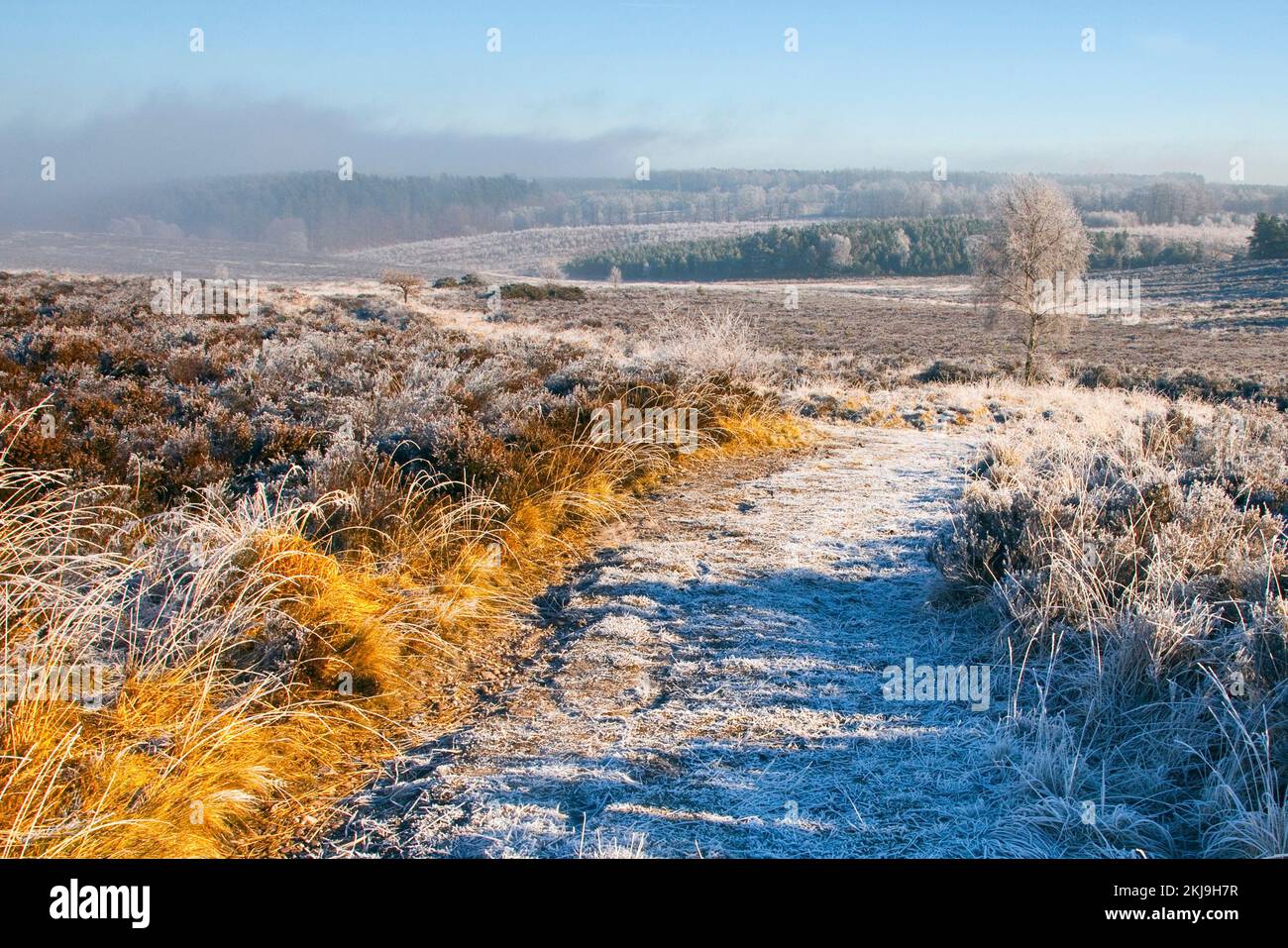 Starker Frost mit Nebel und Nebel im Winter Cannock Chase Country Park AONB (Gebiet von außergewöhnlicher natürlicher Schönheit) in Staffordshire, England, UK Stockfoto