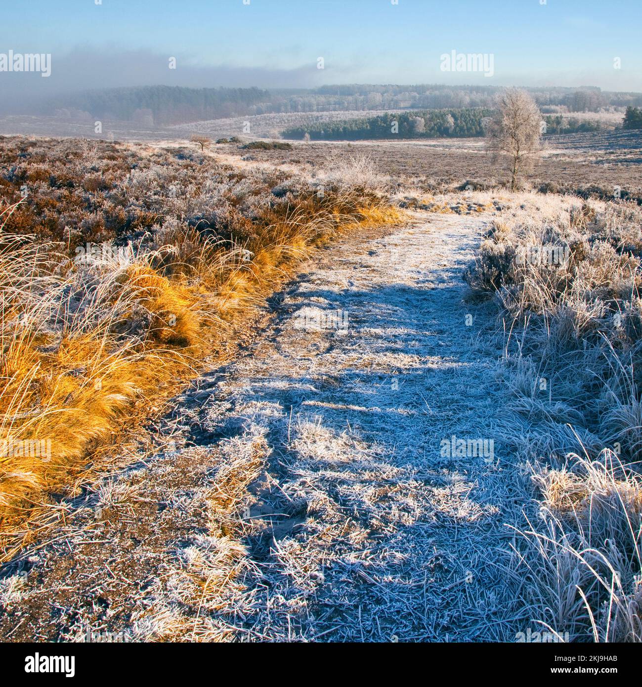 Starker Frost mit Nebel und Nebel im Winter Cannock Chase Country Park AONB (Gebiet von außergewöhnlicher natürlicher Schönheit) in Staffordshire, England, UK Stockfoto