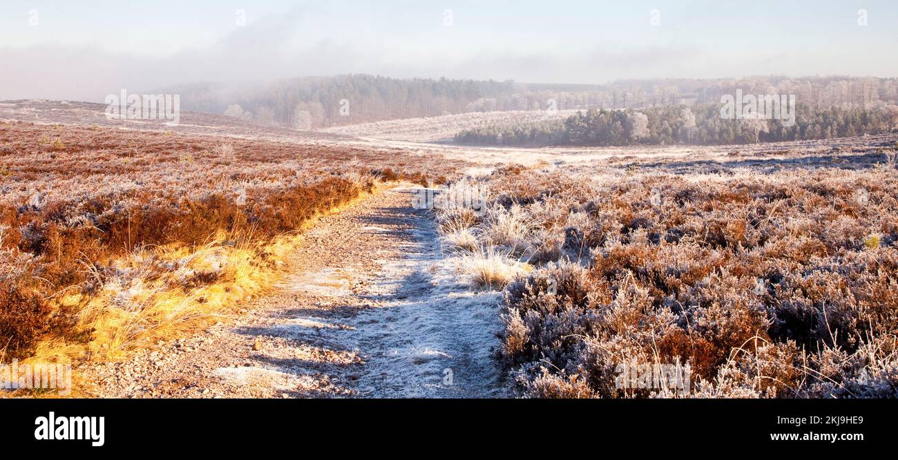 Starker Frost mit Nebel und Nebel im Winter Cannock Chase Country Park AONB (Gebiet von außergewöhnlicher natürlicher Schönheit) in Staffordshire, England, UK Stockfoto