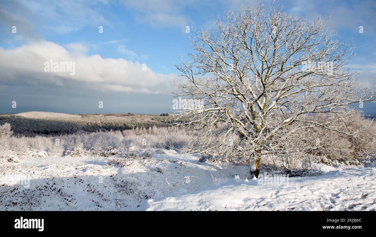 Blick vom Schloss Ring in Cannock Chase Wald in einer Winterlandschaft mit Schnee und Frost auf Cannock Chase AONB Gebiet von außergewöhnlicher natürlicher Schönheit in Au Stockfoto