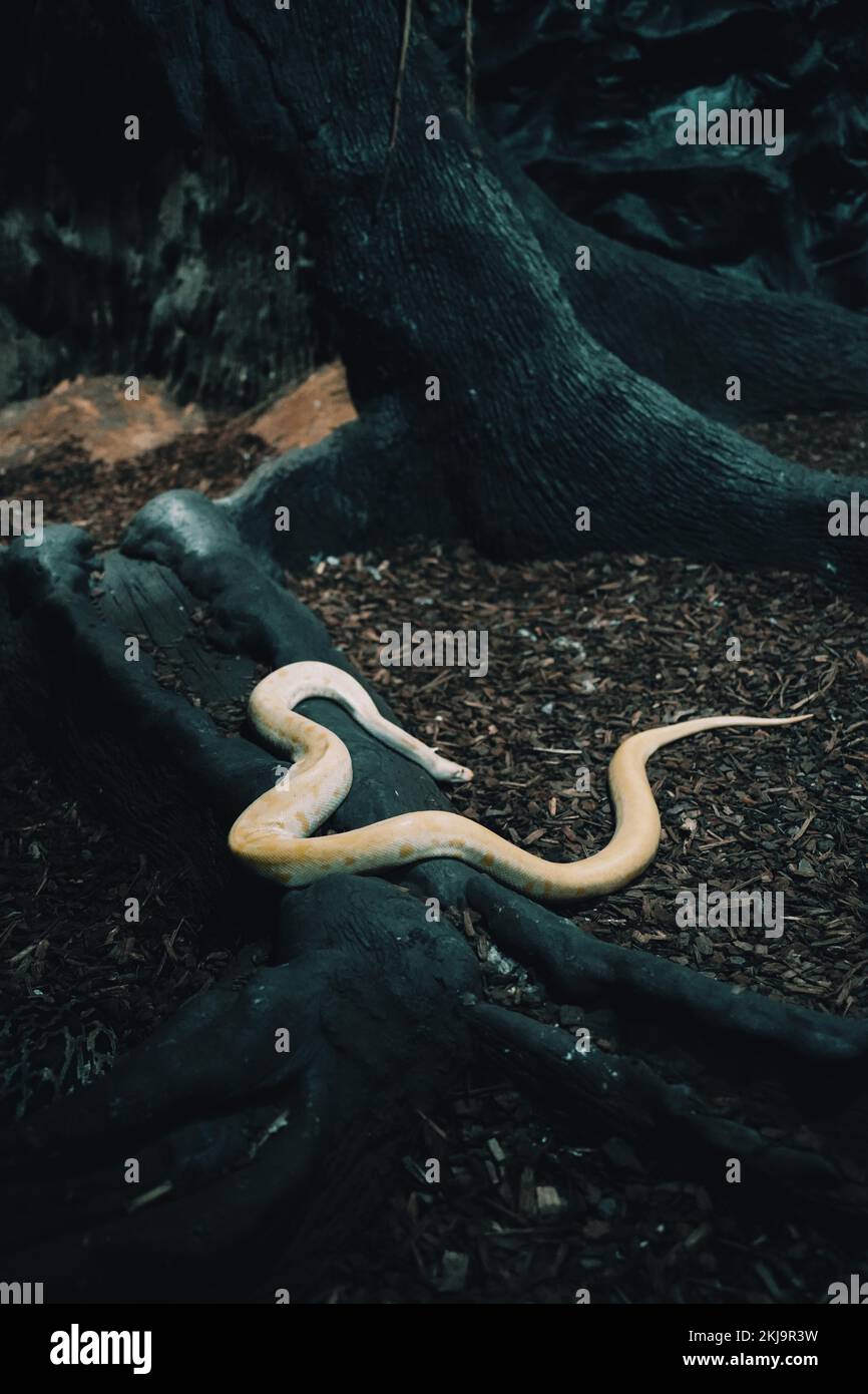 Ein vertikales Bild des birmanischen Python-Albino auf Baumstämmen im Wald (Python bivittatus) Stockfoto