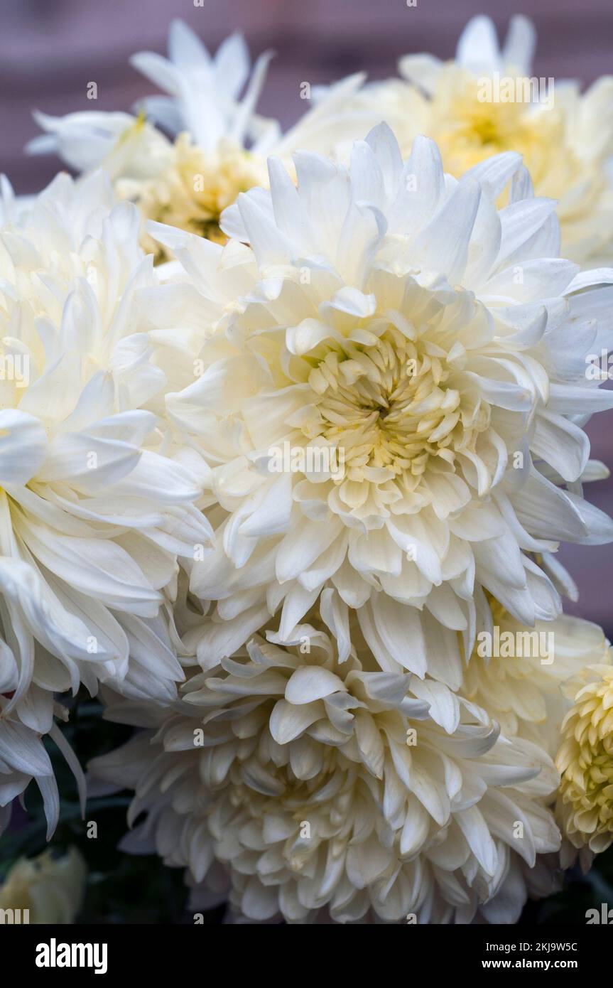Nahaufnahme einer Gruppe von nicht-disbuddierten Chrysanthemen / Dendranthema Billy Bell ein weißes Zwischenprodukt, das im Frühherbst blüht Stockfoto