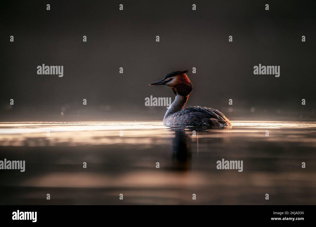 Der große Kammkopf Grebe auf einem See spiegelt sich zur goldenen Stunde im Wasser Stockfoto