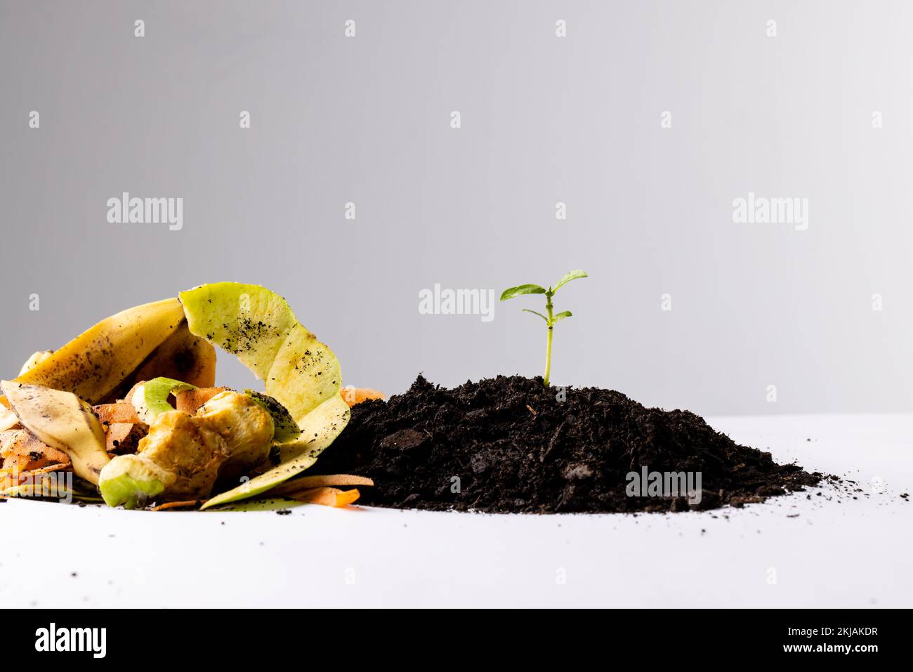 Organische Obst- und Gemüseabfälle zur Kompostierung und Sämling in dunklem Boden, mit Kopierraum Stockfoto