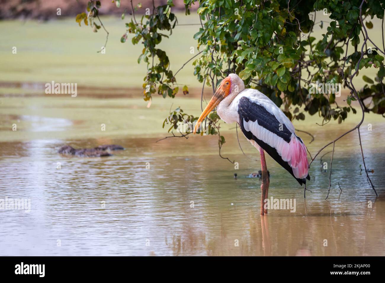 Bemalte Storche oder Mycteria leucocephala in freier Wildbahn Stockfoto